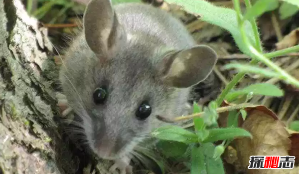 世界10大草原動(dòng)物 第九被用作機器人,第五惡臭無(wú)比