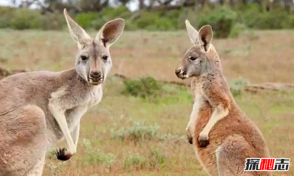 世界10大草原動(dòng)物 第九被用作機器人,第五惡臭無(wú)比
