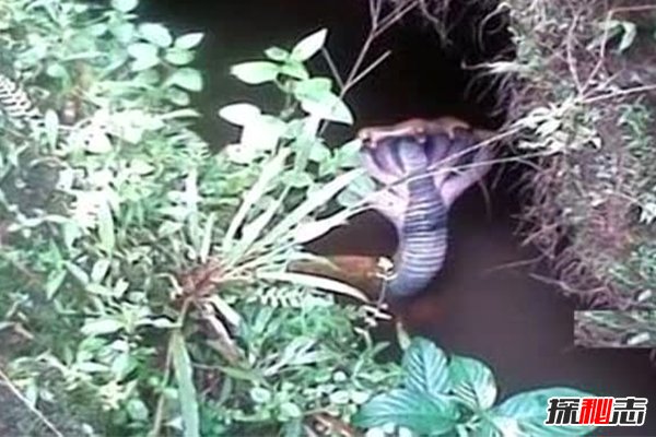 世界18大恐怖怪獸