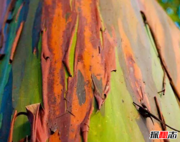 世界奇觀(guān)有哪些?全球十大罕見(jiàn)自然奇觀(guān)(附圖片)