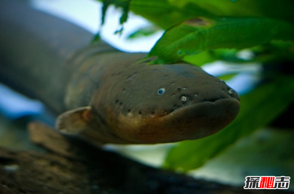 世界上10大長(cháng)得最詭異的魚(yú) 第十壽命長(cháng)達150年(電流極強)