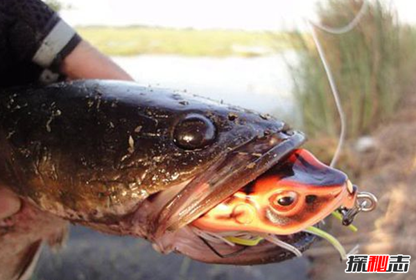世界上10大長(cháng)得最詭異的魚(yú) 第十壽命長(cháng)達150年(電流極強)