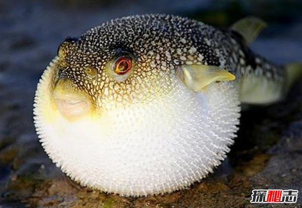 世界上10大長(cháng)得最詭異的魚(yú) 第十壽命長(cháng)達150年(電流極強)