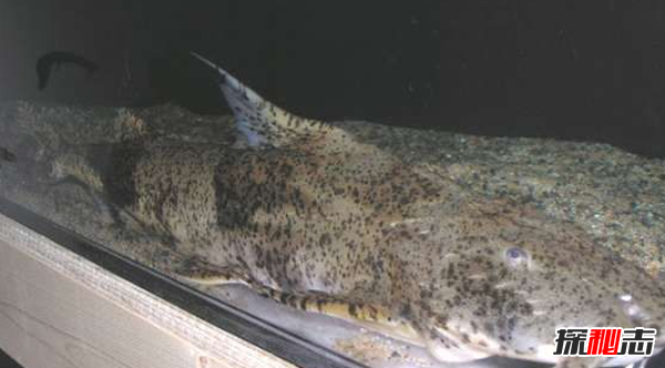 世界上10大長(cháng)得最詭異的魚(yú) 第十壽命長(cháng)達150年(電流極強)