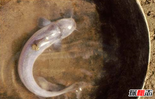 世界上10大長(cháng)得最詭異的魚(yú) 第十壽命長(cháng)達150年(電流極強)