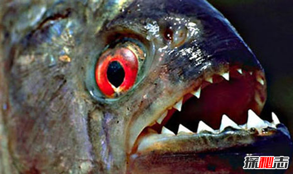 世界上10大長(cháng)得最詭異的魚(yú) 第十壽命長(cháng)達150年(電流極強)