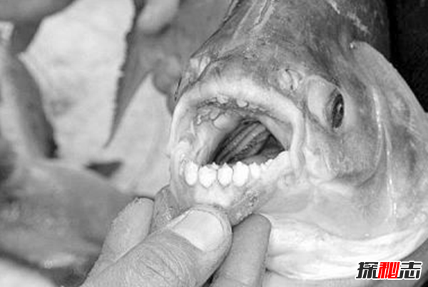 世界上10大長(cháng)得最詭異的魚(yú) 第十壽命長(cháng)達150年(電流極強)
