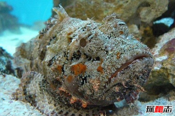 世界上10大長(cháng)得最詭異的魚(yú) 第十壽命長(cháng)達150年(電流極強)