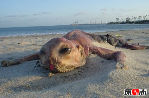 世界上出現的10大神秘物種 蜥蜴人你們都見(jiàn)過(guò)嗎?(附圖)