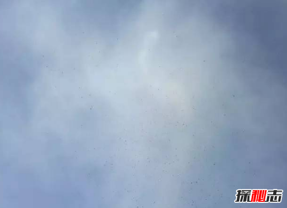 世界上有人拍到龍王