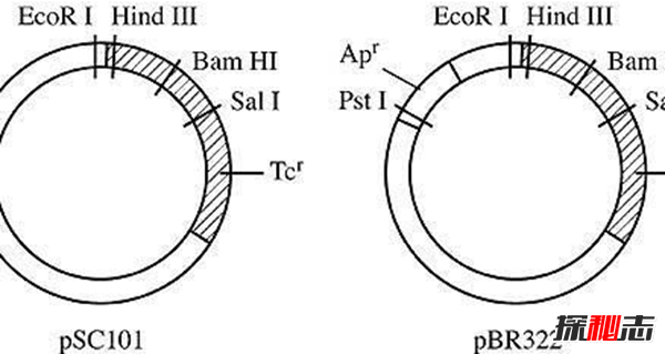 世界上沒(méi)有鬼的證據有哪些?世上沒(méi)有鬼的13個(gè)證據