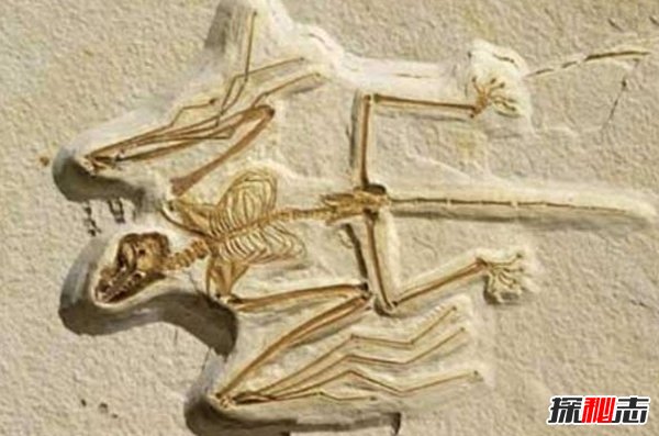 世界上什么動(dòng)物滅絕了?已滅絕的十大罕見(jiàn)動(dòng)物(幸好)