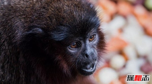 世界上什么動(dòng)物滅絕了?已滅絕的十大罕見(jiàn)動(dòng)物(幸好)