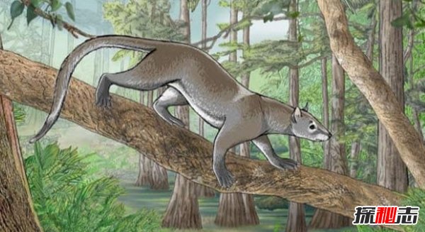 世界上什么動(dòng)物滅絕了?已滅絕的十大罕見(jiàn)動(dòng)物(幸好)