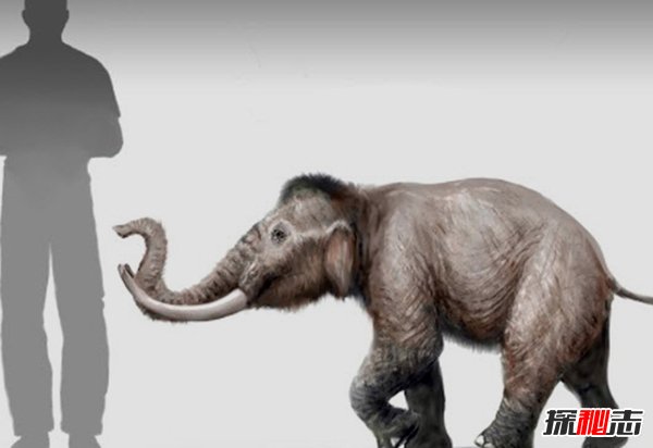 世界上什么動(dòng)物滅絕了?已滅絕的十大罕見(jiàn)動(dòng)物(幸好)