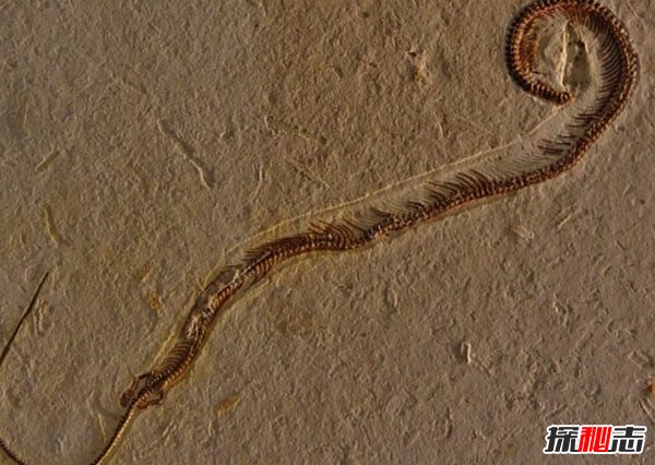 世界上什么動(dòng)物滅絕了?已滅絕的十大罕見(jiàn)動(dòng)物(幸好)