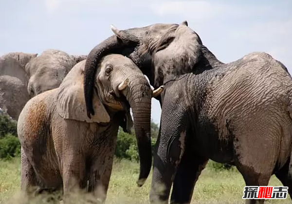 世界上什么動(dòng)物最聰明?動(dòng)物智商排名前10名