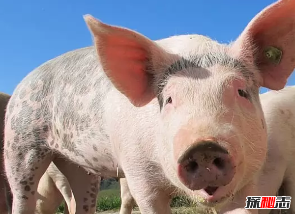 世界上什么動(dòng)物最聰明?動(dòng)物智商排名前10名