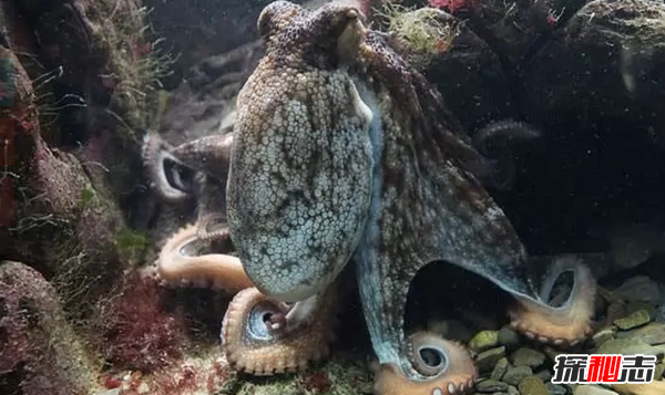 世界上什么動(dòng)物最聰明?動(dòng)物智商排名前10名