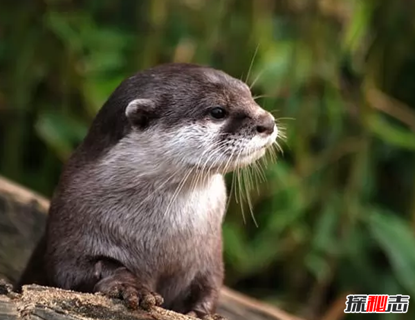 世界上什么動(dòng)物最聰明?動(dòng)物智商排名前10名