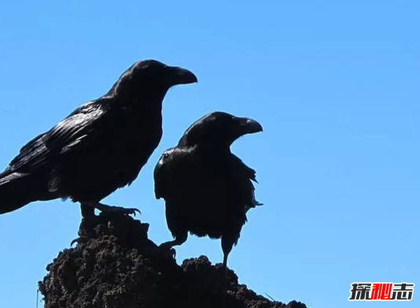 世界上什么動(dòng)物最聰明?動(dòng)物智商排名前10名