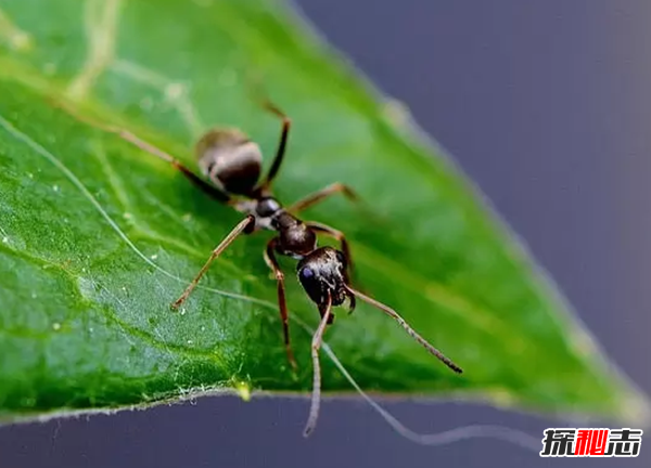 世界上什么動(dòng)物最聰明?動(dòng)物智商排名前10名