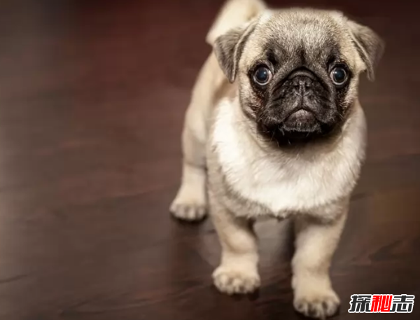 世界上什么動(dòng)物最聰明?動(dòng)物智商排名前10名