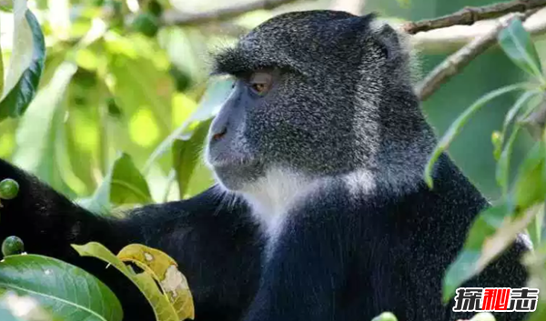 世界上十大最漂亮的猴子 第四埃及人當做神一樣崇拜