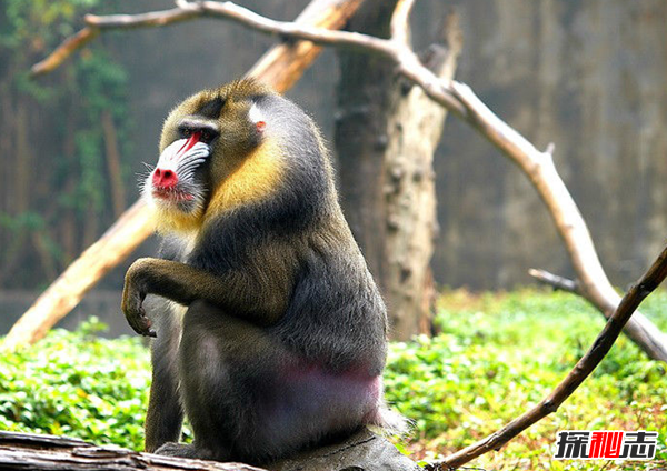 世界上十大最漂亮的猴子 第四埃及人當做神一樣崇拜