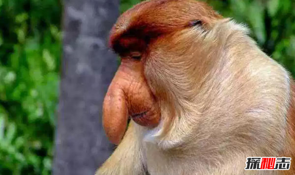 世界上十大最漂亮的猴子 第四埃及人當做神一樣崇拜