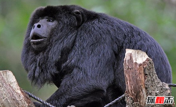 世界上十大最漂亮的猴子 第四埃及人當做神一樣崇拜