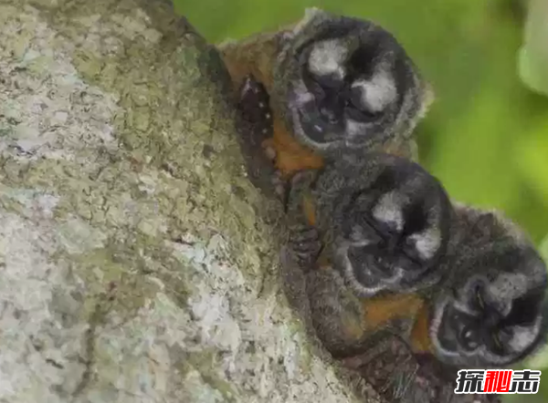 世界上十大最漂亮的猴子 第四埃及人當做神一樣崇拜