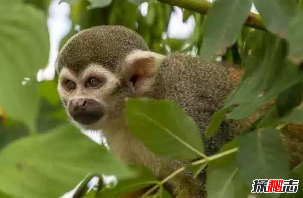 世界上十大最漂亮的猴子 第四埃及人當做神一樣崇拜