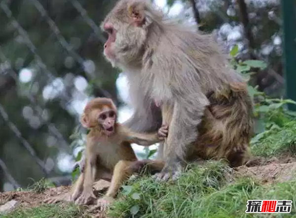 世界上十大最漂亮的猴子 第四埃及人當做神一樣崇拜