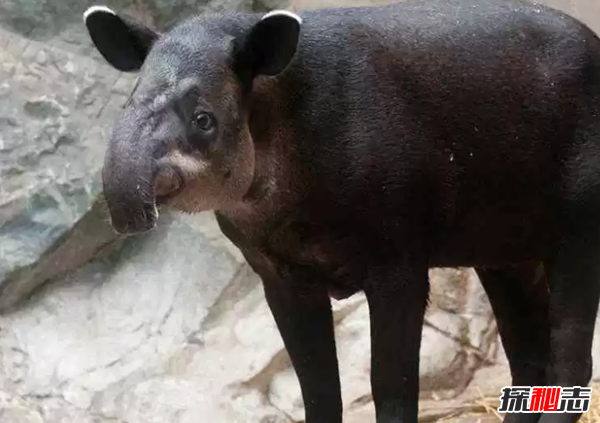 世界上十大最嚇人的動(dòng)物 第六已存在約2000萬(wàn)年(附圖片)