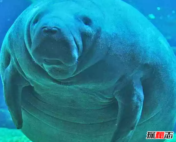 世界上十大最嚇人的動(dòng)物 第六已存在約2000萬(wàn)年(附圖片)