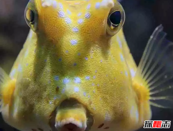 世界上十大最嚇人的動(dòng)物 第六已存在約2000萬(wàn)年(附圖片)