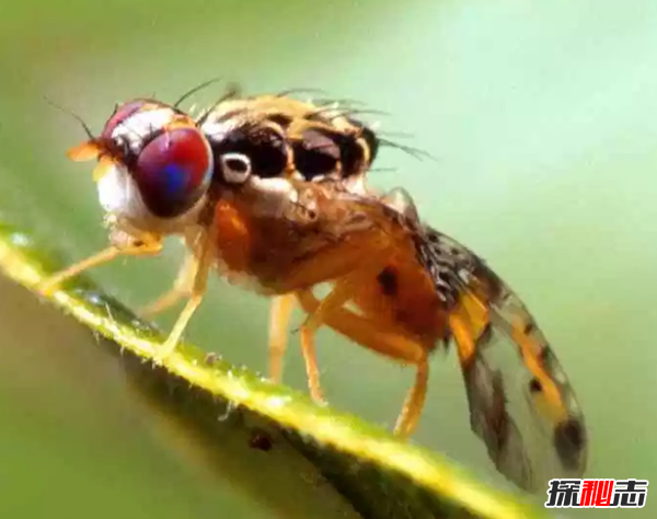 世界上十大最嚇人的動(dòng)物 第六已存在約2000萬(wàn)年(附圖片)