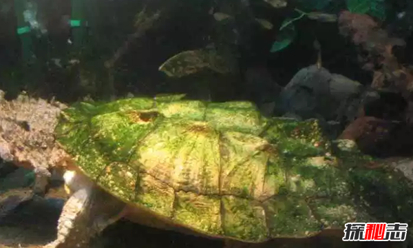 世界上十大最嚇人的動(dòng)物 第六已存在約2000萬(wàn)年(附圖片)