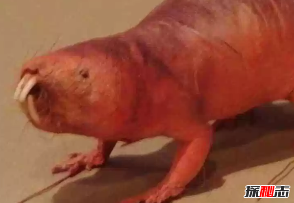 世界上十大最嚇人的動(dòng)物 第六已存在約2000萬(wàn)年(附圖片)