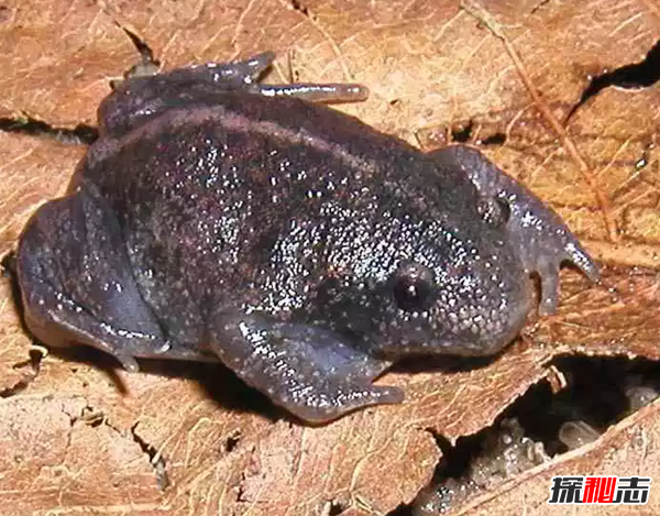 世界上十大最嚇人的動(dòng)物 第六已存在約2000萬(wàn)年(附圖片)