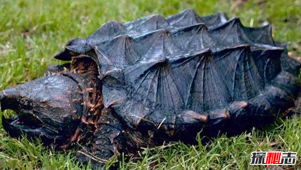 世界上十大最嚇人的動(dòng)物 第六已存在約2000萬(wàn)年(附圖片)