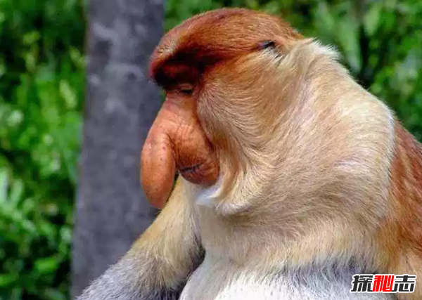 世界上十大最嚇人的動(dòng)物 第六已存在約2000萬(wàn)年(附圖片)