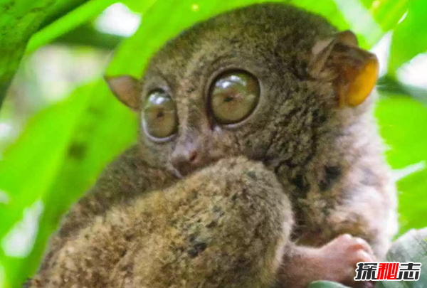 世界上十大最嚇人的動(dòng)物 第六已存在約2000萬(wàn)年(附圖片)