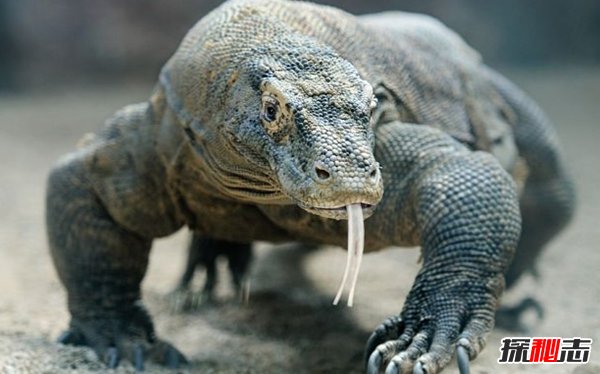 世界上十大最兇猛的蜥蜴 澳洲魔蜥排第五,第二偽裝高手