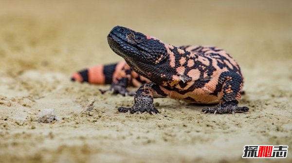 世界上十大最兇猛的蜥蜴 澳洲魔蜥排第五,第二偽裝高手