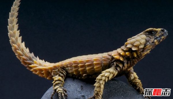 世界上十大最兇猛的蜥蜴 澳洲魔蜥排第五,第二偽裝高手