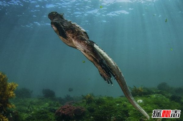 世界上十大最兇猛的蜥蜴 澳洲魔蜥排第五,第二偽裝高手