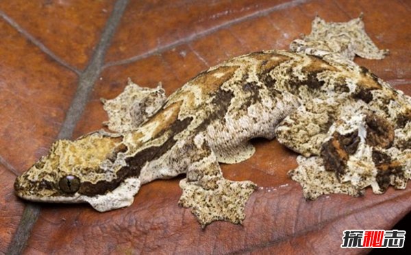 世界上十大最兇猛的蜥蜴 澳洲魔蜥排第五,第二偽裝高手