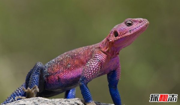 世界上十大最兇猛的蜥蜴 澳洲魔蜥排第五,第二偽裝高手